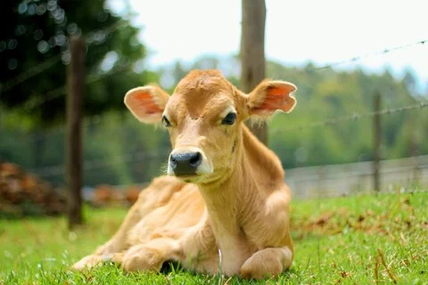 23rogofarm1